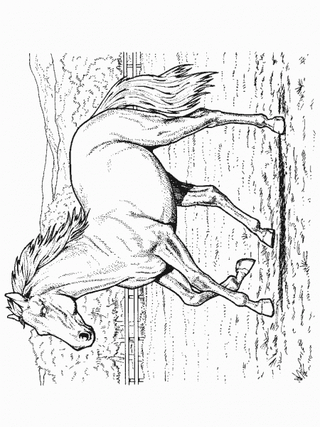 kon4